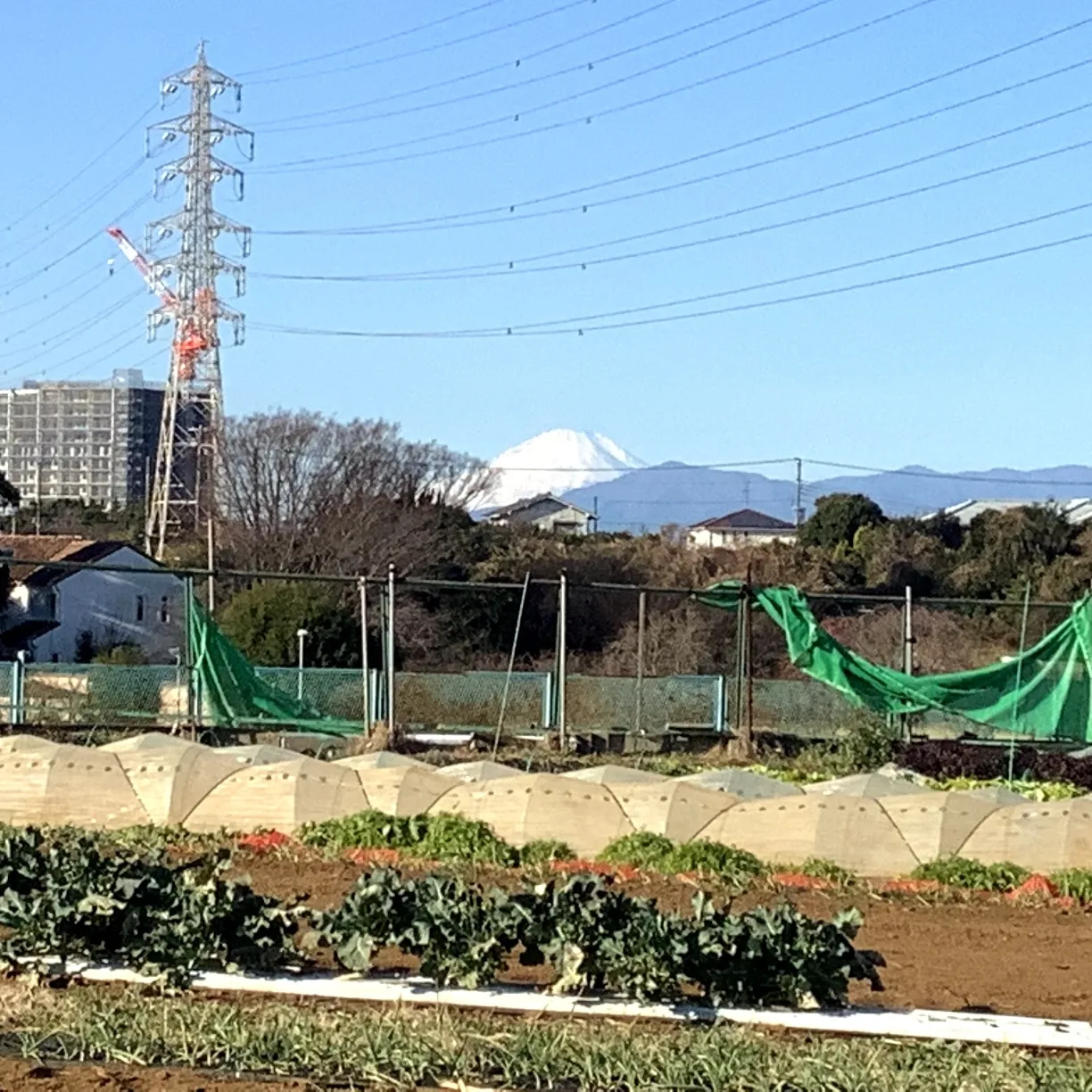 畑から見える富士山２