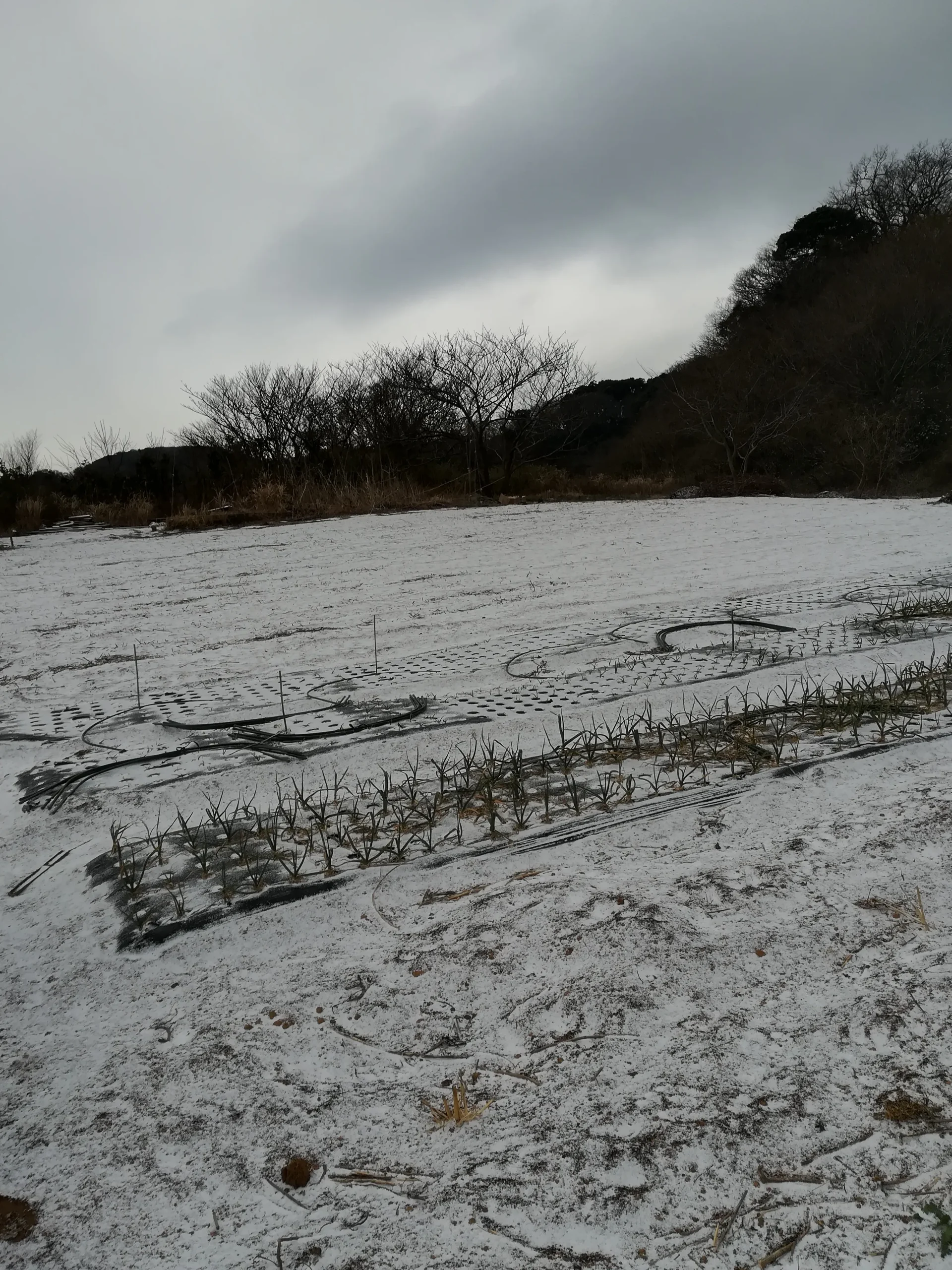 畑に積もる雪