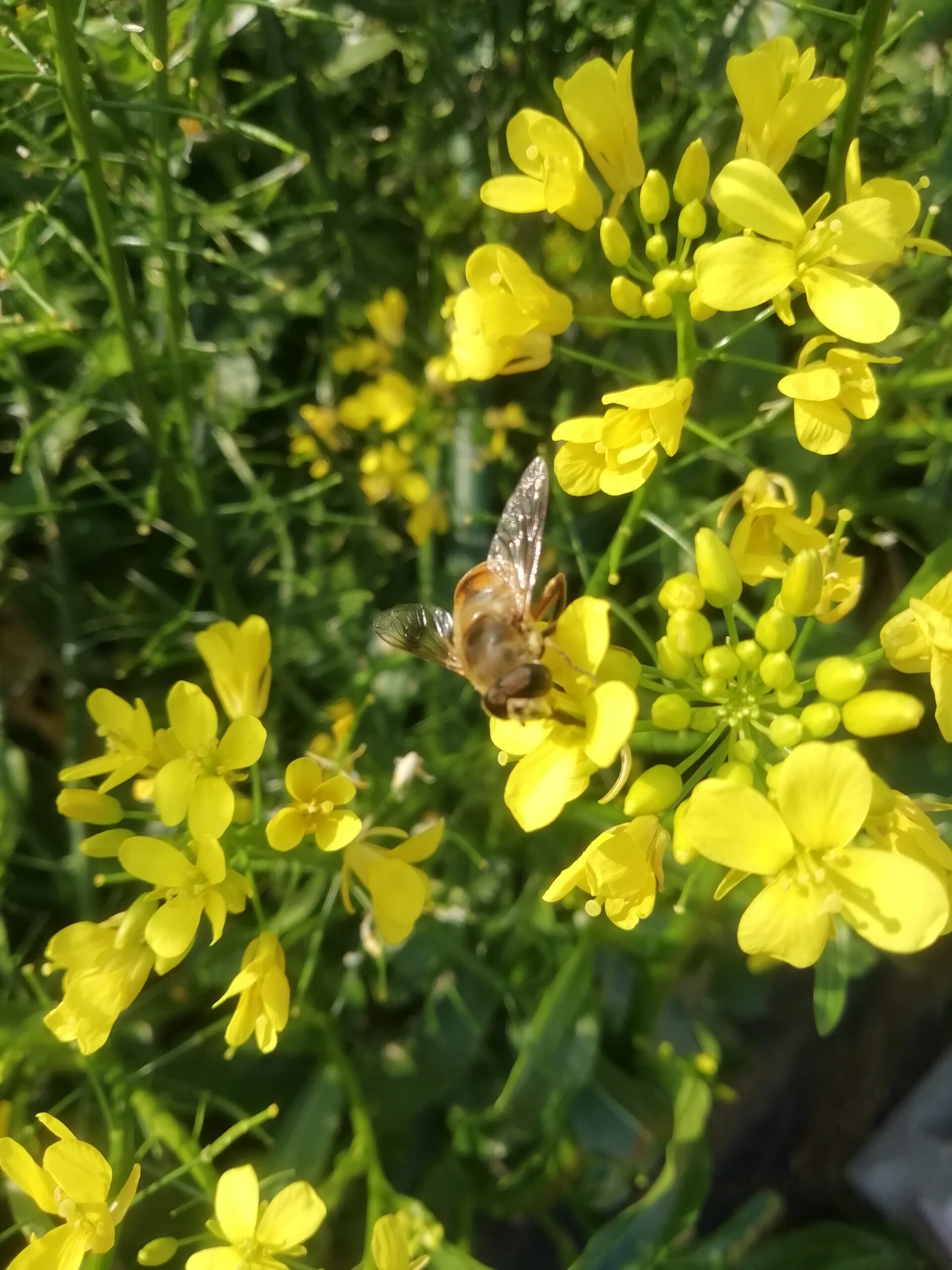 畑の花を訪ねる蜜蜂