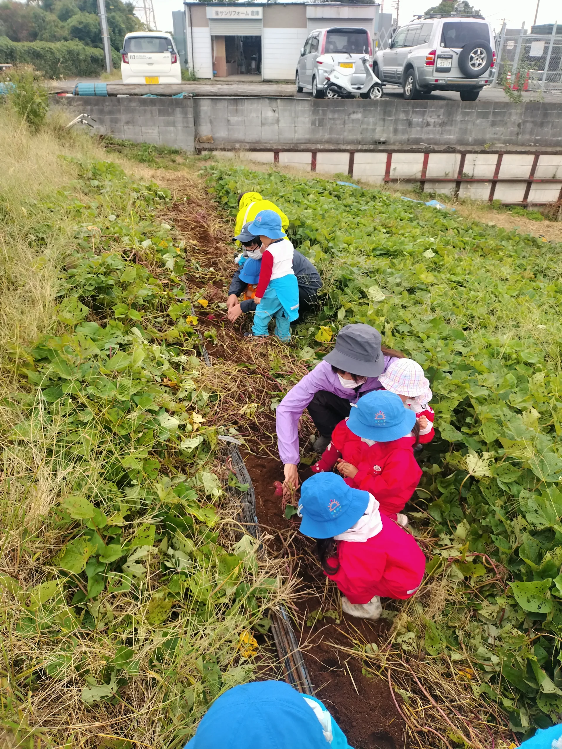 園児向けのプチ収穫体験